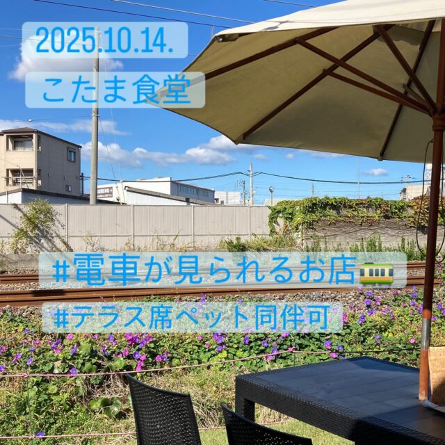 2025.10.14.
こんにちは、こたま食堂です♪
・
三連休たくさんのご来店ありがとうございます😊
混み合う時間でお断りしたお客様、申し訳ございませんでした。
平日は週末よりゆったりとお席に着く事ができます。
テラス席はペット同伴可です。ぜひこの秋の🍂風を感じながらお食事をどうぞ🍽️
・
lunch 11:00〜15:00（os14:30）
・
本日日替わりランチ
A
（ミンチカツ・からあげ以外）
メインメニュー表いずれか一品お選びください
・
B
ハヤシライス
・
ドライカレー
・
オムライス
・
皆様のご来店お待ちしてます😋
・
#こたま食堂#できたて#揚げたて#ご飯おかわり3杯までOK#宮前駅周辺#きのくに線沿い#電車が見られるお店🚃#和歌山ランチ#wakayama#こたまランチ#おこさまランチ